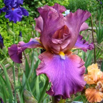 Ирис бородатый Hook