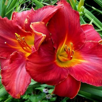 Лилейник Amadeus