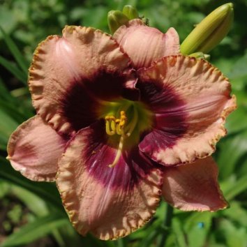 Лилейник Awesome Blossom