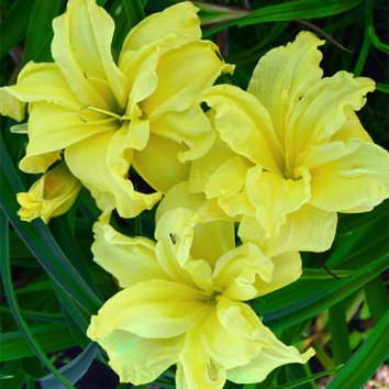 Лилейник Double River Wye