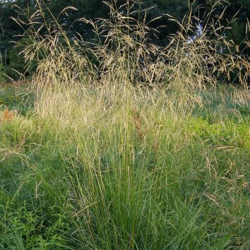 Луговик (щучка дернистая)