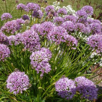 Лук стареющий Lisa Blue