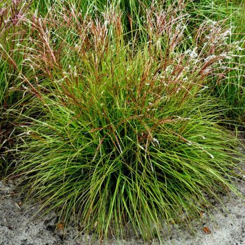 Мискантус китайский Cute One