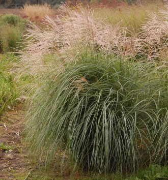 Мискантус китайский Herman Mussel