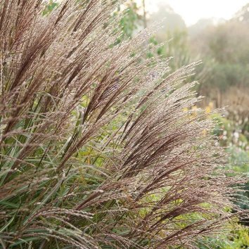 Мискантус китайский Krater