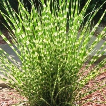 Мискантус китайский Little Zebra