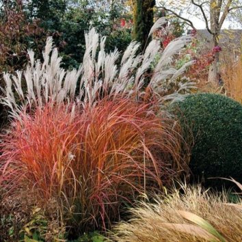 Мискантус китайский Purple Fall