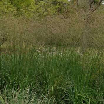Молиния тростниковая Bergfreund