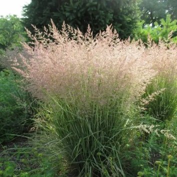 Молиния голубая Carmarthen