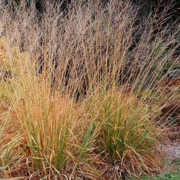 Молиния тростниковая Skyracer