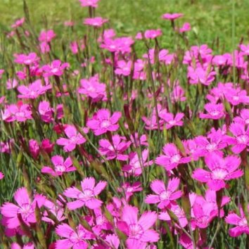 Гвоздика травянка