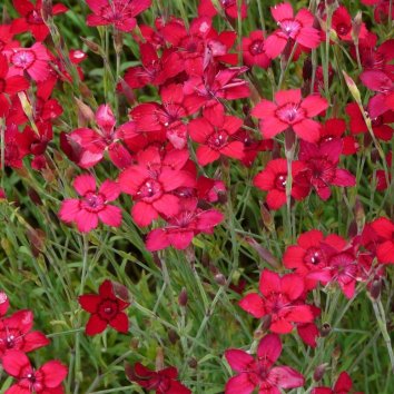 Гвоздика травянка Leuchtfunk