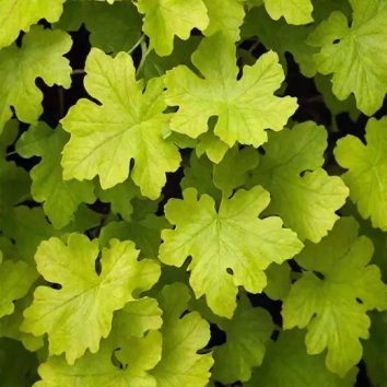 Гейхера Lime Marmalade