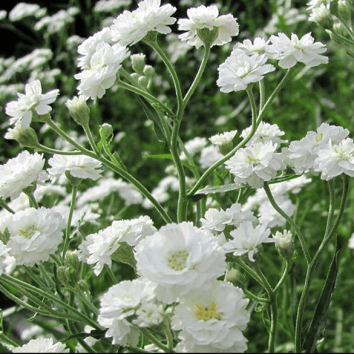 Гипсофила метельчатая Snowflake 