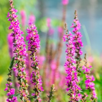 Дербенник иволистный