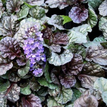 Живучка ползучая Black Scallop