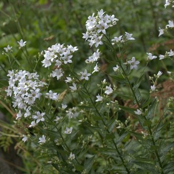 Колокольчик молочноцветковый