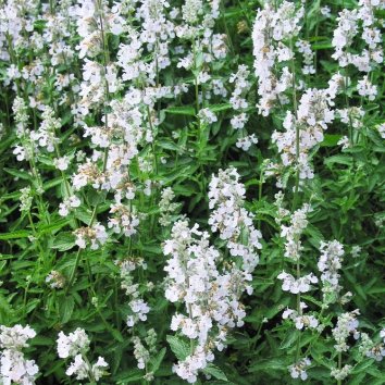 Котовник фассена Alba