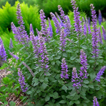 Котовник фассена Blue  Danube