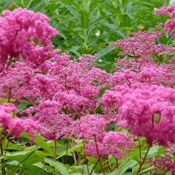 Лабазник дланевидный Nana