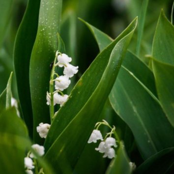 Ландыш майский