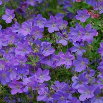 Герань гибридная Johnson's Blue