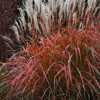 Мискантус китайский Droning Ingrid