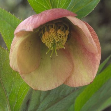 Морозник восточный Amber Queen