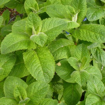 Мята круглолистная Apfelminze