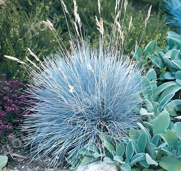 Овсяница сизая Blauglut