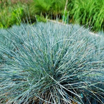 Овсяница сизая  Intense Blue