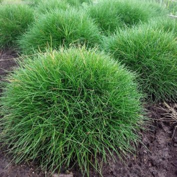 Овсяница Готье