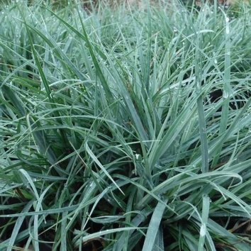 Осока косматая Blue Singer