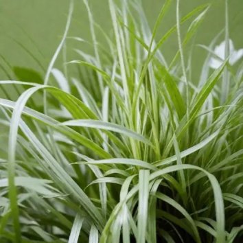 Осока гибридная The Beatles