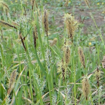 Осока волосистая Сopenhagen Select