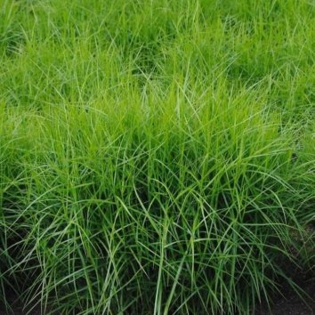 Осока пальмолистная Little Midge