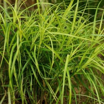 Осока пальмолистная Variegata