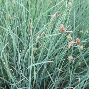 Осока просяная