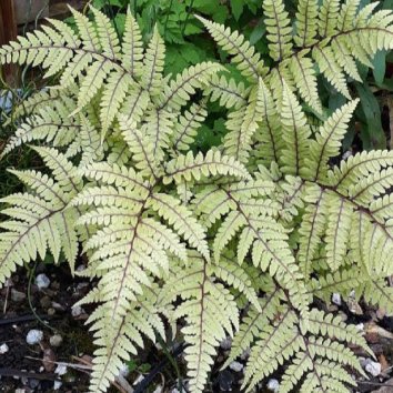 Кочедыжник ушконосый Okanum