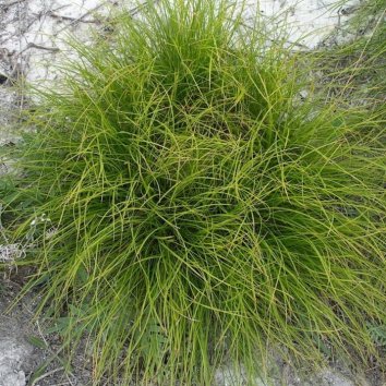 Осока раздвинутая