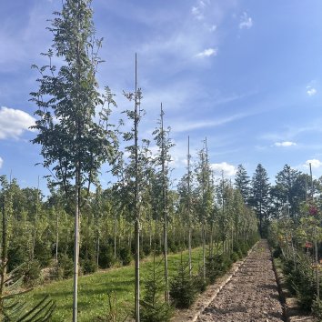 Рябина обыкновенная Edulis