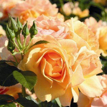 Роза флорибунда Hansestadt Rostock