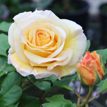 Роза флорибунда  Stockholm