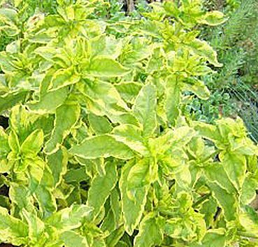 Вербейник Golden Alexander