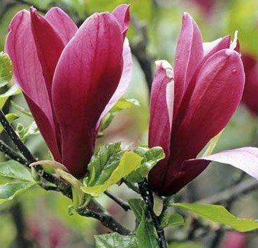 2419_magnolia-lilietsvetnaya-nigra.jpg