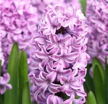 Гиацинт Splendid Cornelia