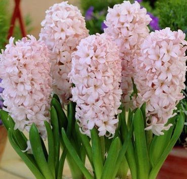 Гиацинт China Pink