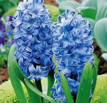 Гиацинт Delft Blue