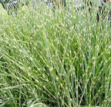 Мискантус китайский Zebrinus