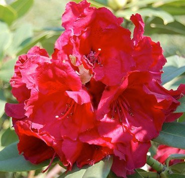 Рододендрон Red Jack